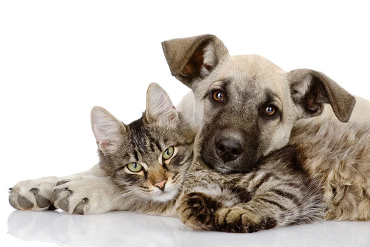 Dog/Cat fee - Main Image